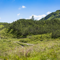 Mountainbiken im Sommerurlaub in Flachau, Salzburger Land
