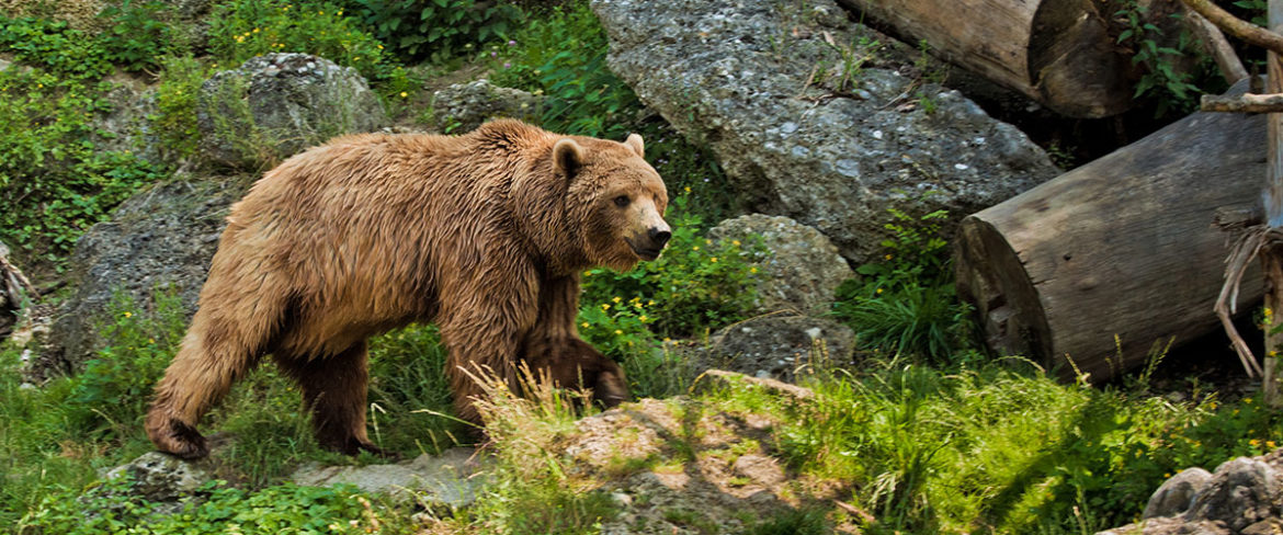 Zoos & Wildparks - Tagesausflüge im Salzburger Land